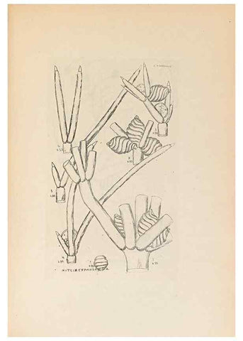 Reproducción/Reproduction 32204387987: Contributions to Japanese Characeae,. n.p.,1898?. 