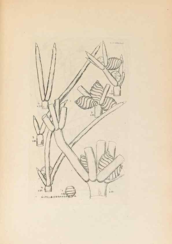 Reproducción/Reproduction 32204387987: Contributions to Japanese Characeae,. n.p.,1898?. 