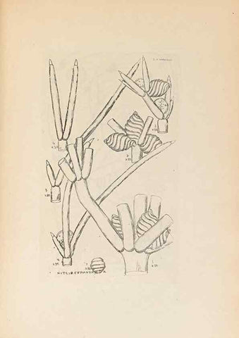 Reproducción/Reproduction 32204387987: Contributions to Japanese Characeae,. n.p.,1898?. 