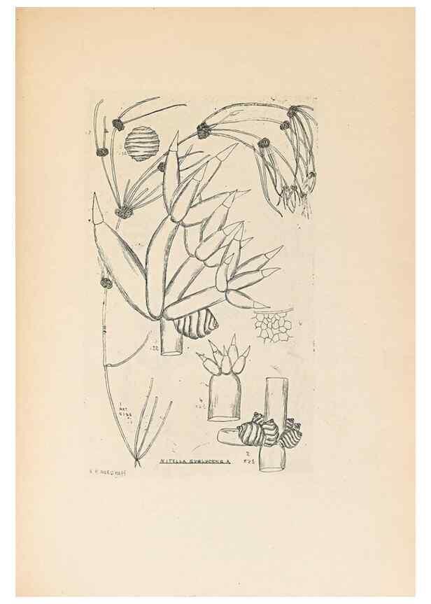 Reproducción/Reproduction 46232052905: Contributions to Japanese Characeae,. n.p.,1898?. 