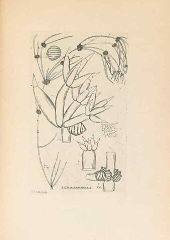 Reproducción/Reproduction 46232052905: Contributions to Japanese Characeae,. n.p.,1898?. 