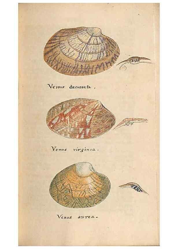 Reproducción/Reproduction 40174447063: A conchological dictionary of the British Islands /. London :John Booth,1819.. 