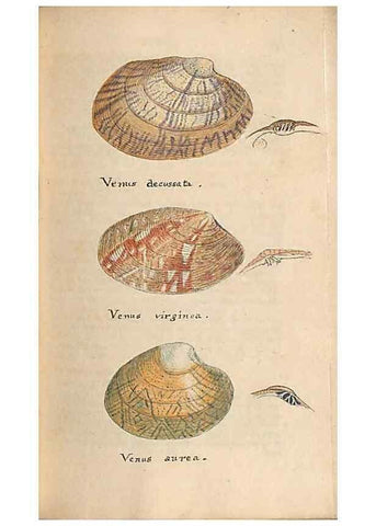 Reproducción/Reproduction 40174447063: A conchological dictionary of the British Islands /. London :John Booth,1819.. 