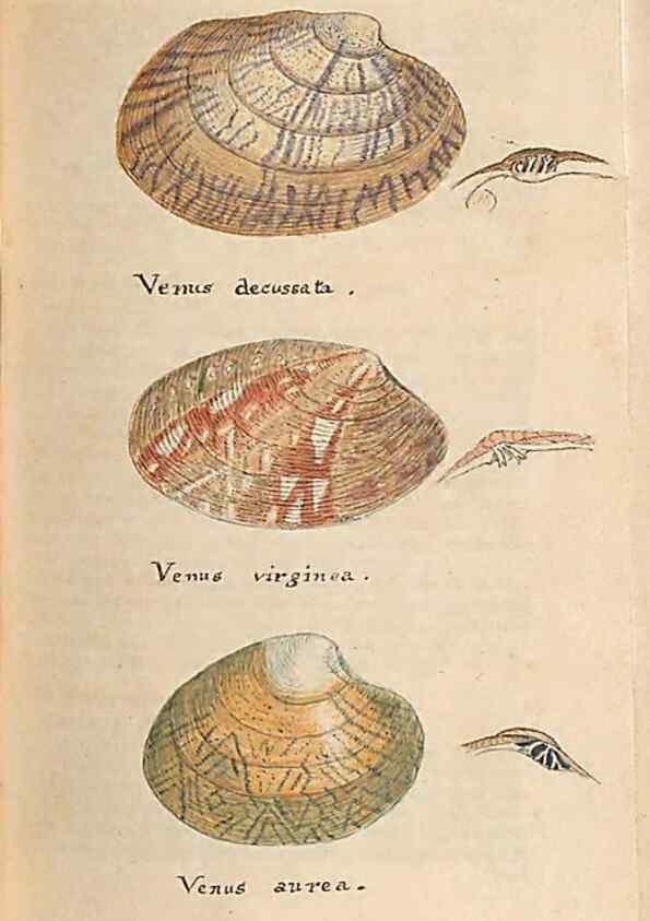 Reproducción/Reproduction 40174447063: A conchological dictionary of the British Islands /. London :John Booth,1819.. 
