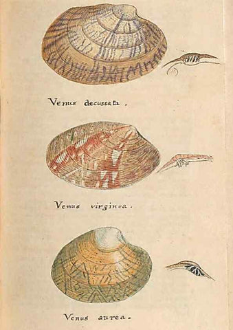 Reproducción/Reproduction 40174447063: A conchological dictionary of the British Islands /. London :John Booth,1819.. 