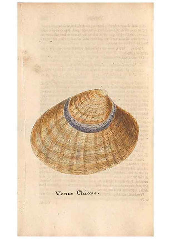 Reproducción/Reproduction 46225132845: A conchological dictionary of the British Islands /. London :John Booth,1819.. 