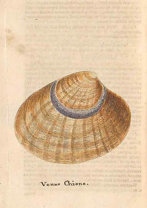 Reproducción/Reproduction 46225132845: A conchological dictionary of the British Islands /. London :John Booth,1819.. 