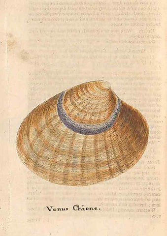 Reproducción/Reproduction 46225132845: A conchological dictionary of the British Islands /. London :John Booth,1819.. 