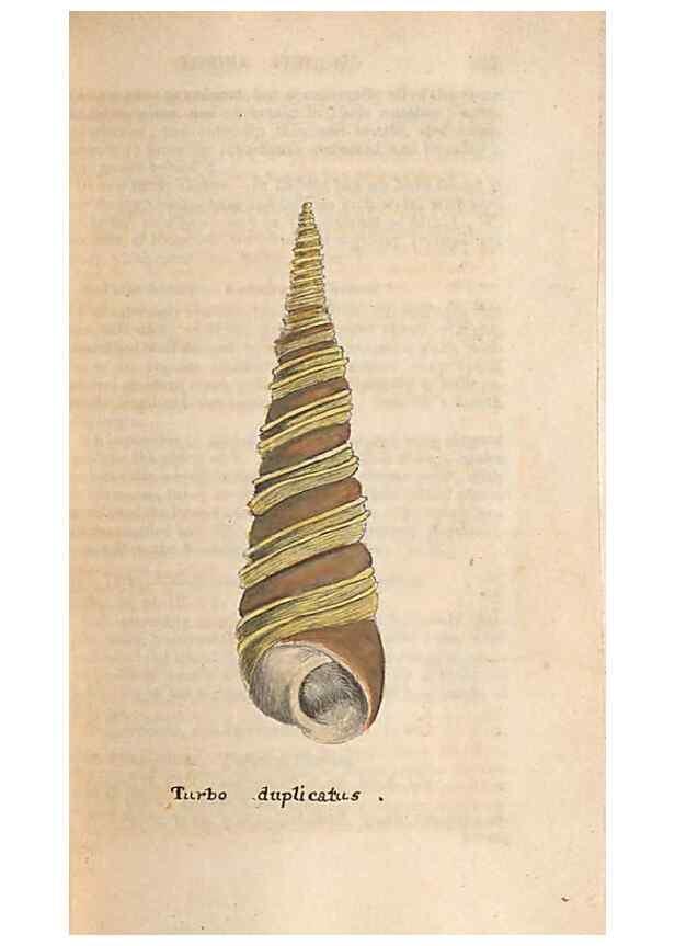 Reproducción/Reproduction 47139358341: A conchological dictionary of the British Islands /. London :John Booth,1819.. 