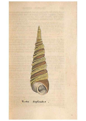 Reproducción/Reproduction 47139358341: A conchological dictionary of the British Islands /. London :John Booth,1819.. 
