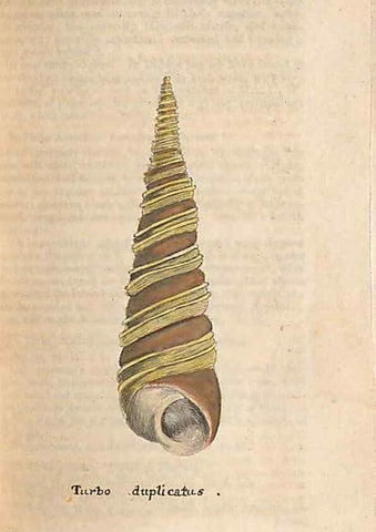 Reproducción/Reproduction 47139358341: A conchological dictionary of the British Islands /. London :John Booth,1819.. 