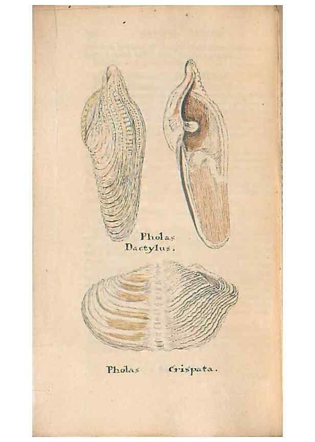 Reproducción/Reproduction 46415661544: A conchological dictionary of the British Islands /. London :John Booth,1819.. 