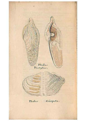 Reproducción/Reproduction 46415661544: A conchological dictionary of the British Islands /. London :John Booth,1819.. 