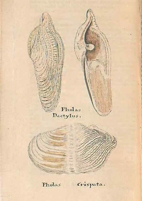 Reproducción/Reproduction 46415661544: A conchological dictionary of the British Islands /. London :John Booth,1819.. 