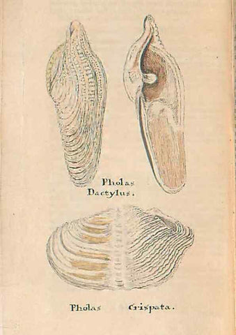Reproducción/Reproduction 46415661544: A conchological dictionary of the British Islands /. London :John Booth,1819.. 