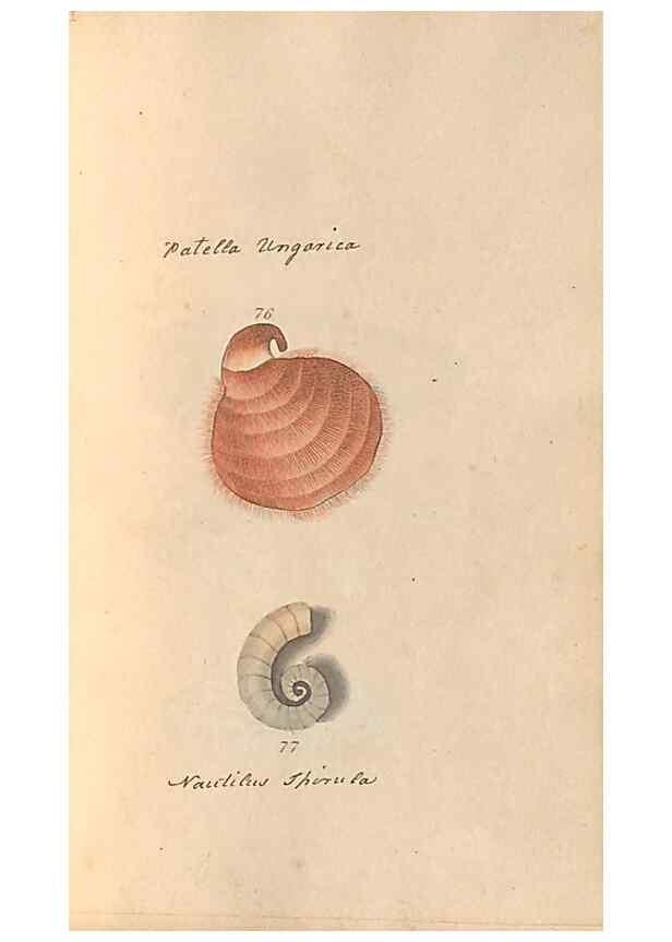 Reproducción/Reproduction 47087103292: A conchological dictionary of the British Islands /. London :John Booth,1819.. 