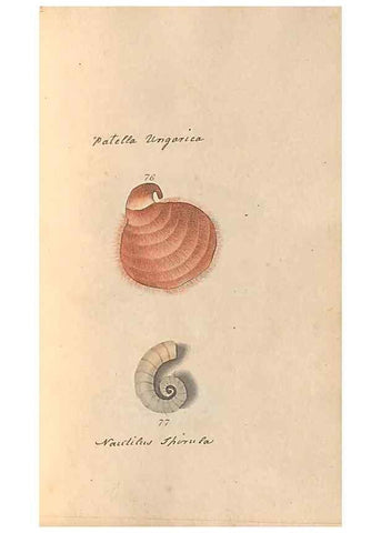 Reproducción/Reproduction 47087103292: A conchological dictionary of the British Islands /. London :John Booth,1819.. 