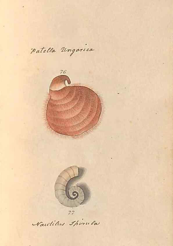 Reproducción/Reproduction 47087103292: A conchological dictionary of the British Islands /. London :John Booth,1819.. 