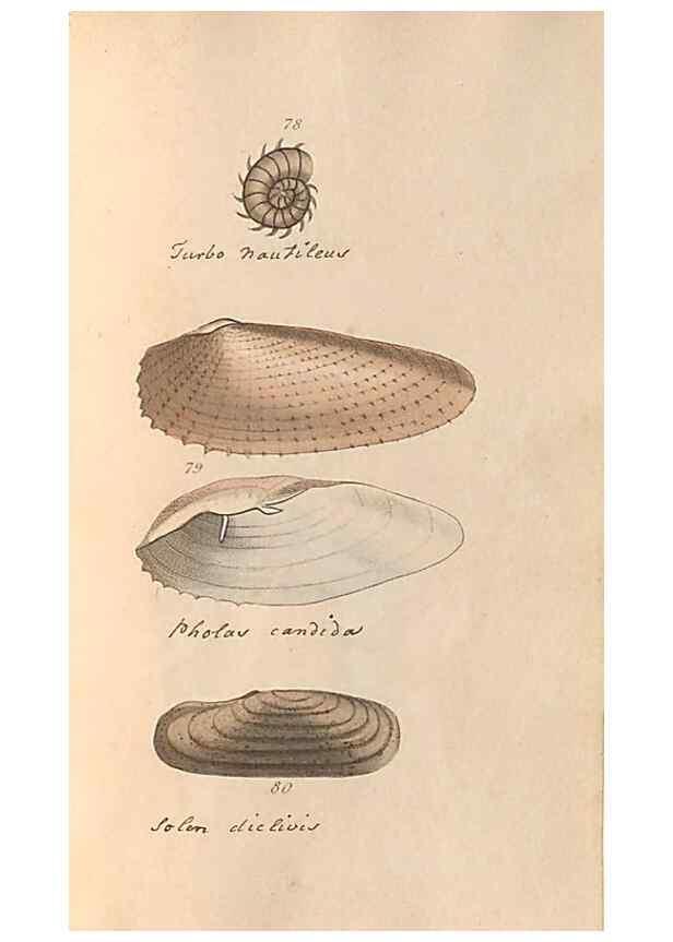 Reproducción/Reproduction 46415650904: A conchological dictionary of the British Islands /. London :John Booth,1819.. 