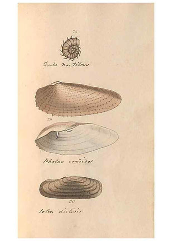 Reproducción/Reproduction 46415650904: A conchological dictionary of the British Islands /. London :John Booth,1819.. 