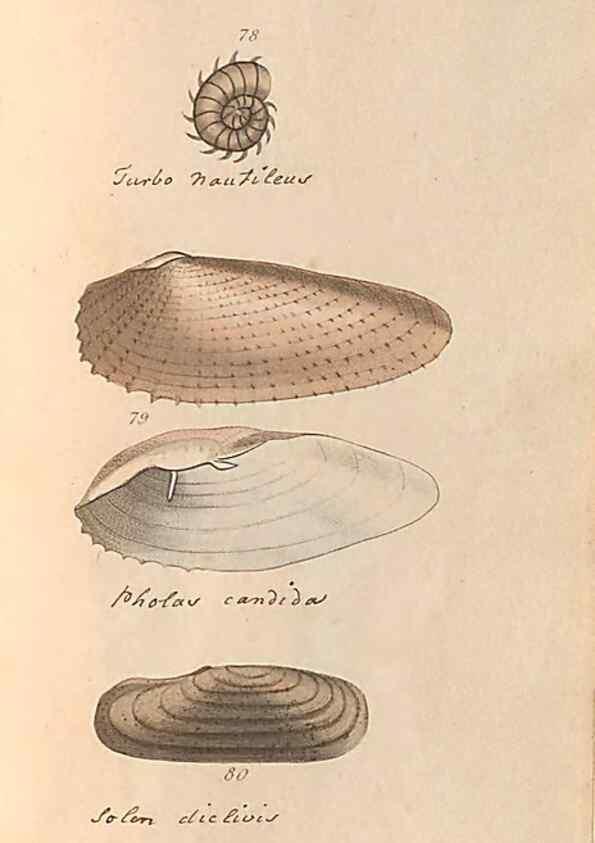 Reproducción/Reproduction 46415650904: A conchological dictionary of the British Islands /. London :John Booth,1819.. 