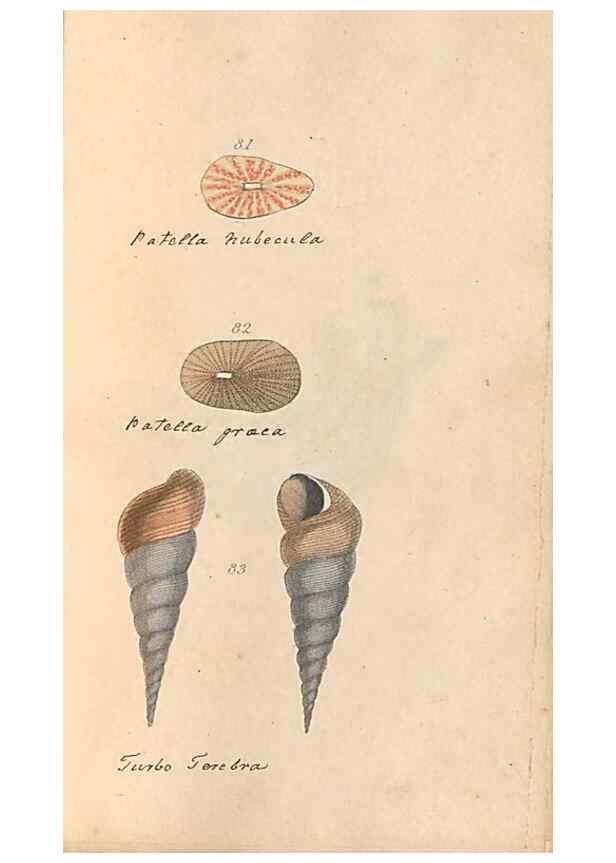 Reproducción/Reproduction 32197316587: A conchological dictionary of the British Islands /. London :John Booth,1819.. 