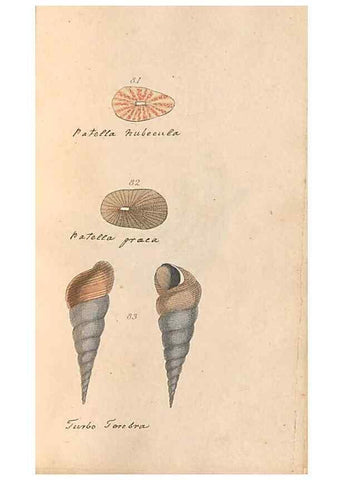 Reproducción/Reproduction 32197316587: A conchological dictionary of the British Islands /. London :John Booth,1819.. 