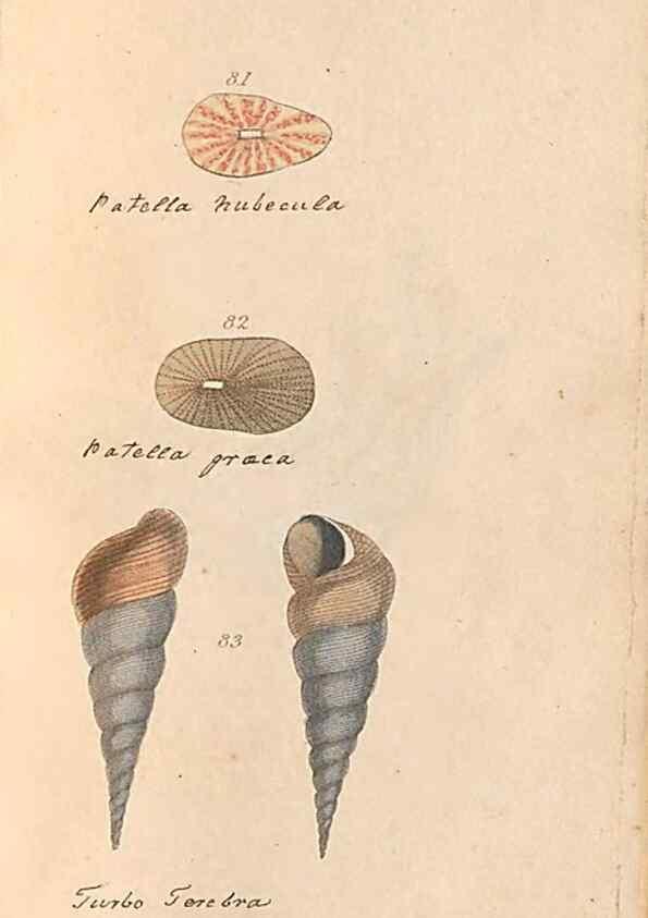 Reproducción/Reproduction 32197316587: A conchological dictionary of the British Islands /. London :John Booth,1819.. 