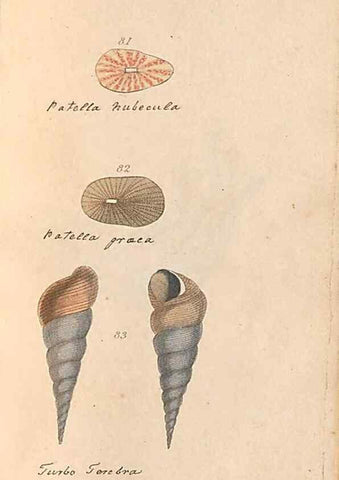 Reproducción/Reproduction 32197316587: A conchological dictionary of the British Islands /. London :John Booth,1819.. 