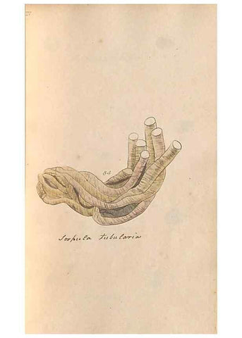 Reproducción/Reproduction 47087104852: A conchological dictionary of the British Islands /. London :John Booth,1819.. 