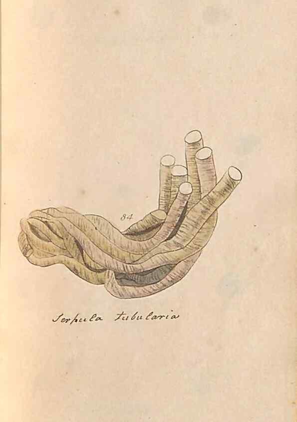 Reproducción/Reproduction 47087104852: A conchological dictionary of the British Islands /. London :John Booth,1819.. 