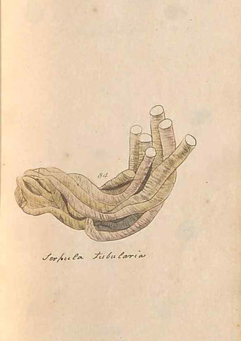Reproducción/Reproduction 47087104852: A conchological dictionary of the British Islands /. London :John Booth,1819.. 