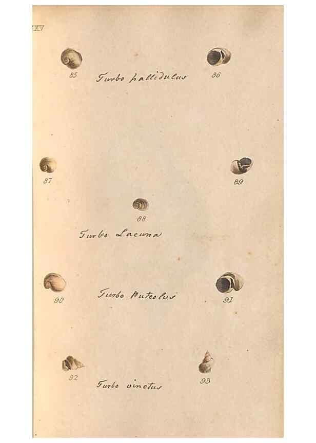 Reproducción/Reproduction 33263884808: A conchological dictionary of the British Islands /. London :John Booth,1819.. 