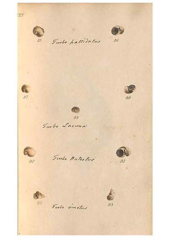 Reproducción/Reproduction 33263884808: A conchological dictionary of the British Islands /. London :John Booth,1819.. 