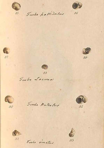 Reproducción/Reproduction 33263884808: A conchological dictionary of the British Islands /. London :John Booth,1819.. 