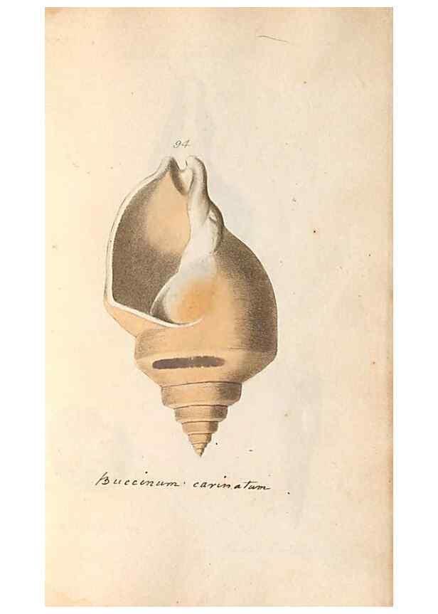 Reproducción/Reproduction 46225126565: A conchological dictionary of the British Islands /. London :John Booth,1819.. 