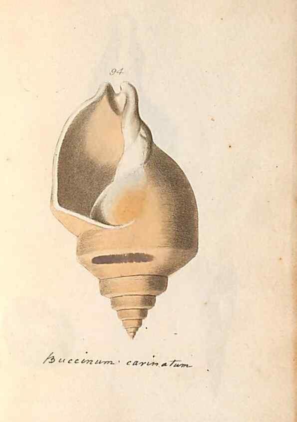 Reproducción/Reproduction 46225126565: A conchological dictionary of the British Islands /. London :John Booth,1819.. 
