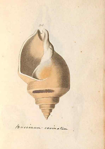 Reproducción/Reproduction 46225126565: A conchological dictionary of the British Islands /. London :John Booth,1819.. 
