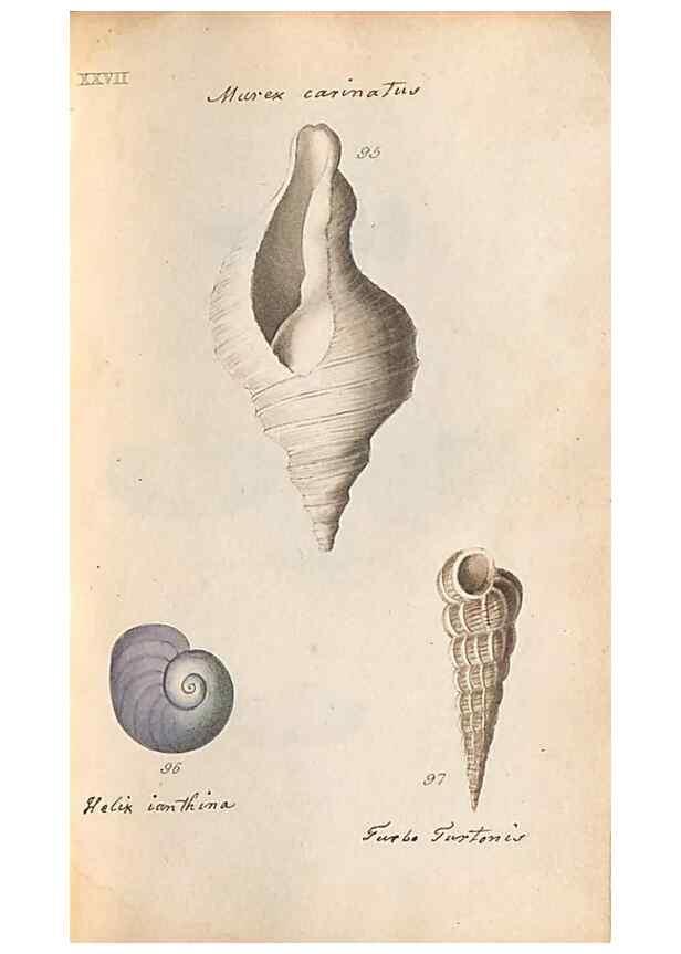 Reproducción/Reproduction 47139353231: A conchological dictionary of the British Islands /. London :John Booth,1819.. 