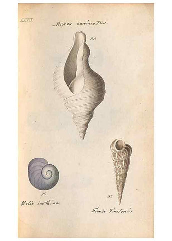 Reproducción/Reproduction 47139353231: A conchological dictionary of the British Islands /. London :John Booth,1819.. 