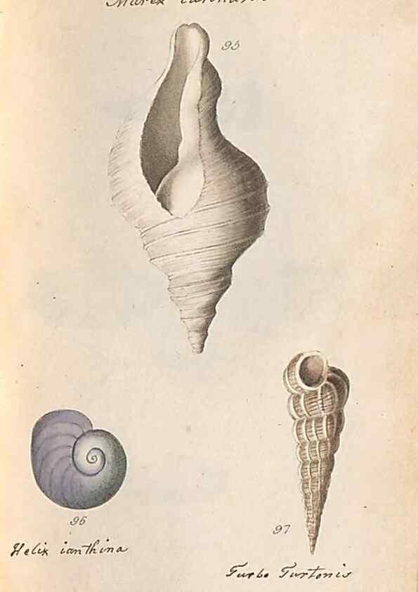 Reproducción/Reproduction 47139353231: A conchological dictionary of the British Islands /. London :John Booth,1819.. 