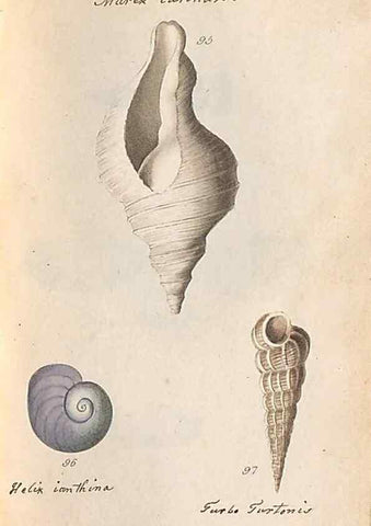 Reproducción/Reproduction 47139353231: A conchological dictionary of the British Islands /. London :John Booth,1819.. 