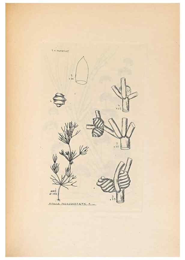 Reproducción/Reproduction 46422881344: Contributions to Japanese Characeae,. n.p.,1898?. 