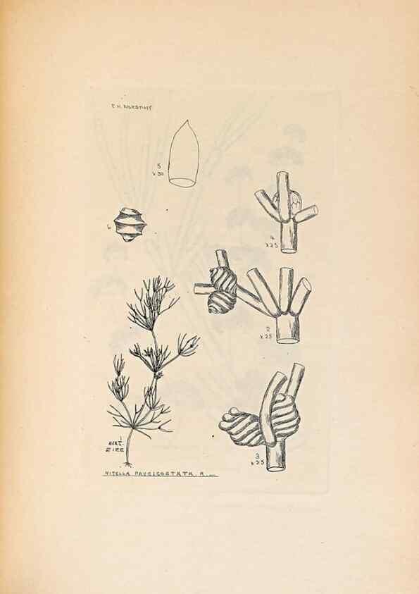 Reproducción/Reproduction 46422881344: Contributions to Japanese Characeae,. n.p.,1898?. 