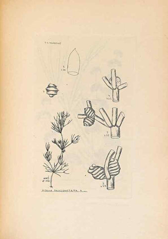 Reproducción/Reproduction 46422881344: Contributions to Japanese Characeae,. n.p.,1898?. 