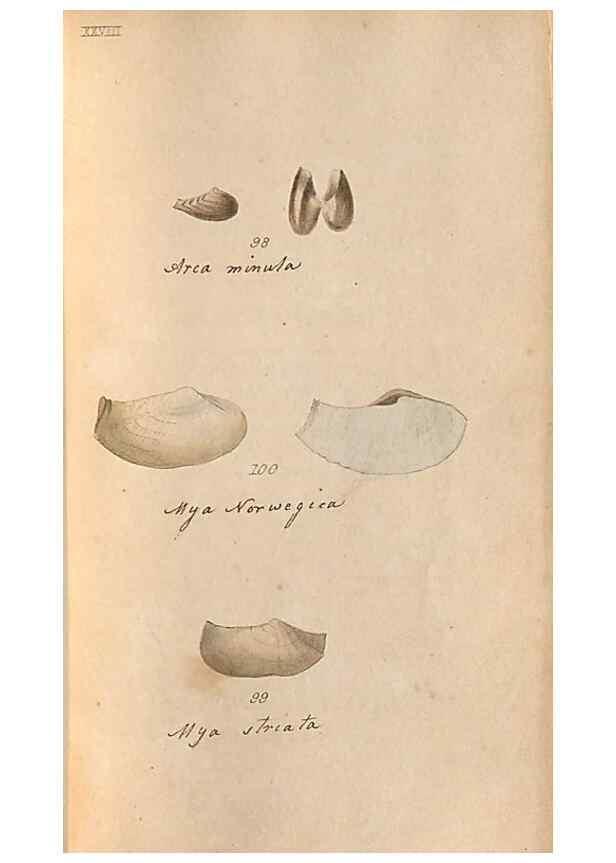 Reproducción/Reproduction 46415655034: A conchological dictionary of the British Islands /. London :John Booth,1819.. 