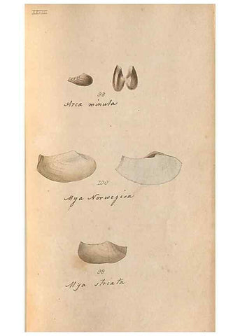 Reproducción/Reproduction 46415655034: A conchological dictionary of the British Islands /. London :John Booth,1819.. 