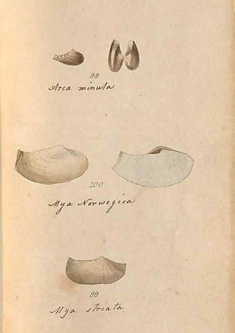 Reproducción/Reproduction 46415655034: A conchological dictionary of the British Islands /. London :John Booth,1819.. 