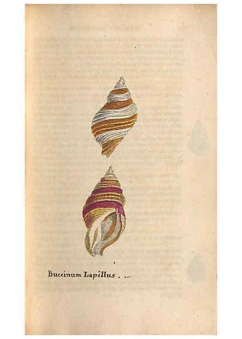 Reproducción/Reproduction 46415656454: A conchological dictionary of the British Islands /. London :John Booth,1819.. 