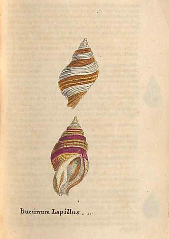 Reproducción/Reproduction 46415656454: A conchological dictionary of the British Islands /. London :John Booth,1819.. 